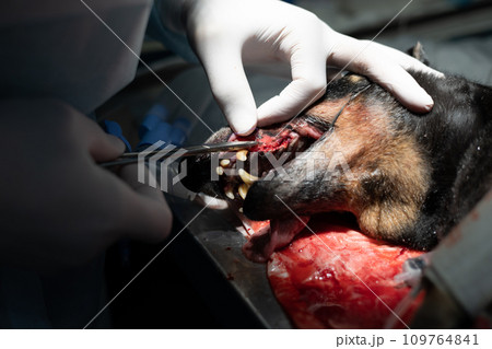 A veterinary surgeon dentist suturing the gum after removing a diseased rotten tooth. A veterinarian's hand places stitches on the gum from a dog's mouth after dental treatment. 109764841