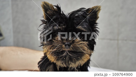 Little patient sits on the veterinarian's table. The little puppy is not feeling well due to illness. A sick puppy was brought to see a veterinarian. Concept of saving a small dog. 109764900