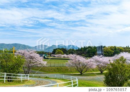 うららかな春の季節　桜の木と山鹿市カルチャースポーツセンター　市民球場(山鹿市) 109765057