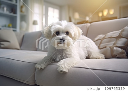 Elegant purebred Maltese dog seated on white couch in a contemporary, well-lit interior. Close up of a Pedigree cutie. Copy space. Cute puppy. For banners, advertisements, posters, postcards Elegant purebred Maltese dog seated on white couch in a contemporary, well-lit interior. Close up of a Pedigree cutie. Copy space. Cute puppy. For banners, advertisements, posters, postcards 109765339