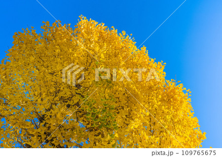 日本の横浜都市景観 師走。黄金色の輝き…=横浜市の横浜市営地下鉄 片倉町駅(出入口3)前 日本の横浜都市景観 師走。黄金色の輝き…=横浜市の横浜市営地下鉄 片倉町駅(出入口3)前 109765675