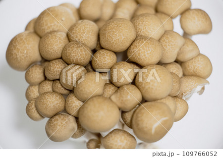 生椎茸の栽培椎茸、食材、栽培されているブナシメジ 109766052