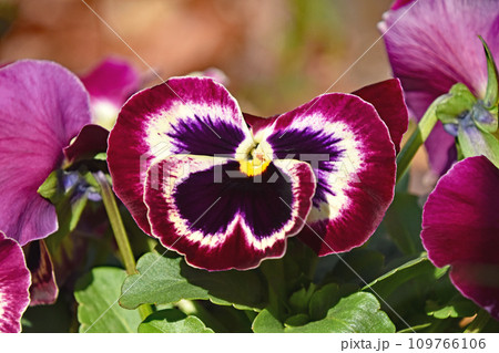 パンジー 109766106