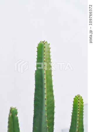 cactus , Fairytale castle or Cereus peruvianus 109766372