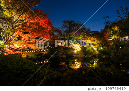 東京都豊島区 目白庭園 紅葉のライトアップ 109766419