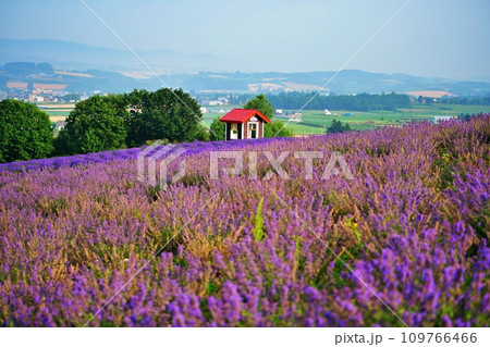 北海道上富良野 日の出公園 ラベンダー園 北海道上富良野 日の出公園 ラベンダー園 109766466