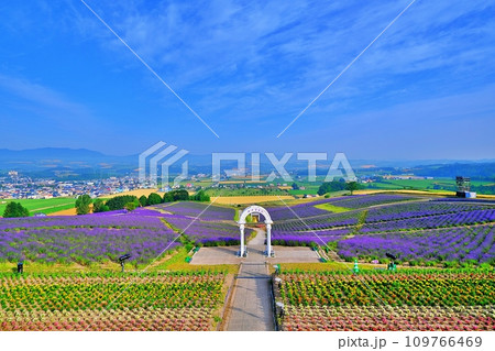 北海道上富良野 日の出公園 ラベンダー園 北海道上富良野 日の出公園 ラベンダー園 109766469