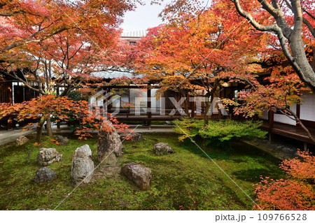 晩秋の京都市東山区 建仁寺 潮音庭 109766528
