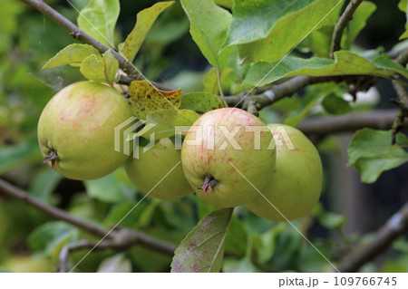 Apples on a tree in close up 109766745