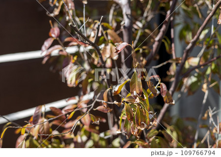 萎れてきた庭木の葉っぱ 萎れてきた庭木の葉っぱ 109766794