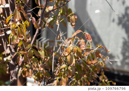 萎れてきた庭木の葉っぱ 109766796
