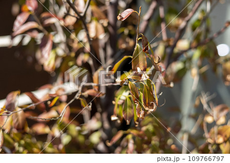 萎れてきた庭木の葉っぱ 109766797