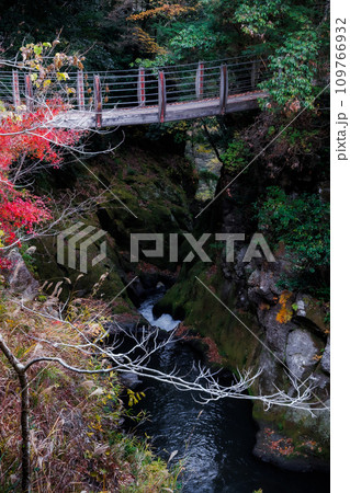 下城の大イチョウ近くの下城滝吊り橋(阿蘇郡 小国町) 下城の大イチョウ近くの下城滝吊り橋(阿蘇郡 小国町) 109766932