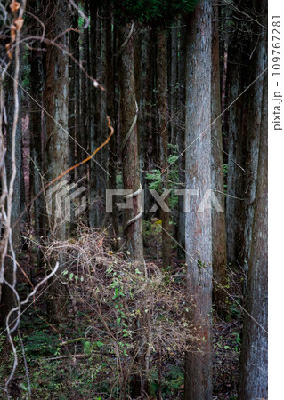 秋の平野台高原で森を散策(阿蘇郡南小国町) 秋の平野台高原で森を散策(阿蘇郡南小国町) 109767281