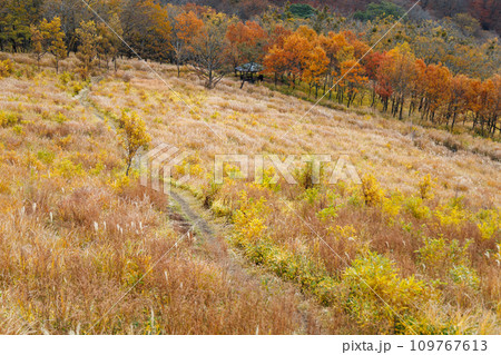 平野台高原で見る秋の色をした景色（阿蘇郡南小国町） 109767613