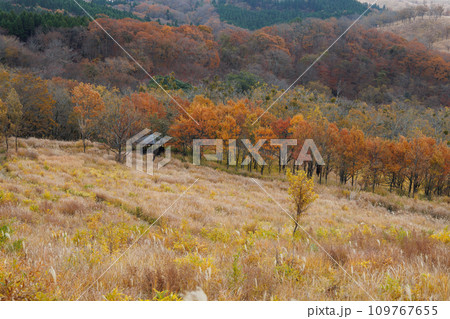 平野台高原で見る秋の色をした景色（阿蘇郡南小国町） 109767655