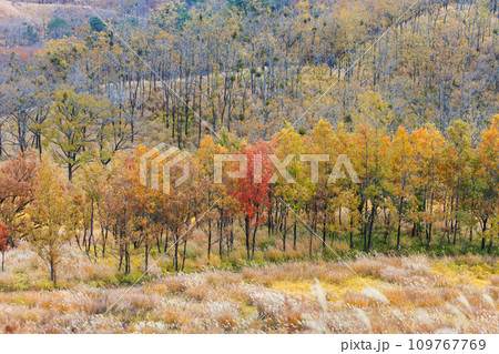 平野台高原で見る秋の色をした景色（阿蘇郡南小国町） 109767769