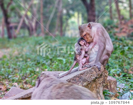 Macaque monkeys, Macaca fascicularis fascicularis, mum and baby at Angkor, Siem Reap, Cambodia Macaque monkeys, Macaca fascicularis fascicularis, mum and baby at Angkor, Siem Reap, Cambodia 109767844