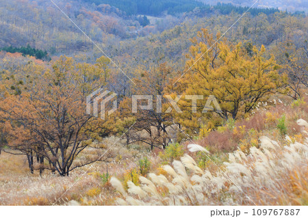 平野台高原で見る秋の色をした景色(阿蘇郡南小国町) 平野台高原で見る秋の色をした景色(阿蘇郡南小国町) 109767887