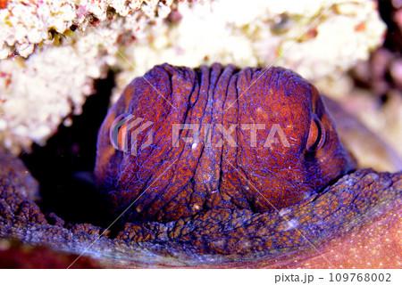 岩場の割れ目に潜むタコの顔のクローズアップ 岩場の割れ目に潜むタコの顔のクローズアップ 109768002