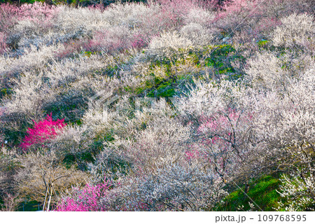 高尾梅郷_木下沢梅林_満開の梅の花_春_東京都八王子市 高尾梅郷_木下沢梅林_満開の梅の花_春_東京都八王子市 109768595