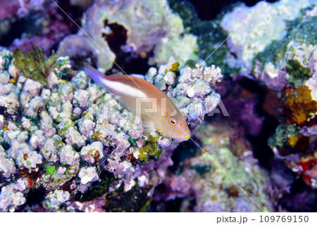 サンゴの上にちょこんと乗っているメガネゴンベ 109769150