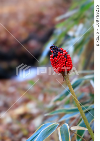 秋の平野台高原で森の中を散策（阿蘇郡南小国町） 109769225