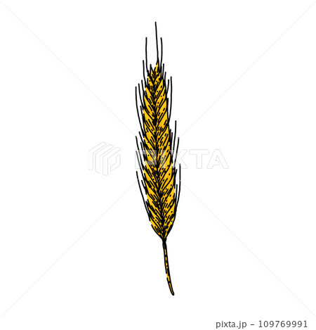 grain rye sketch hand drawn vector 109769991