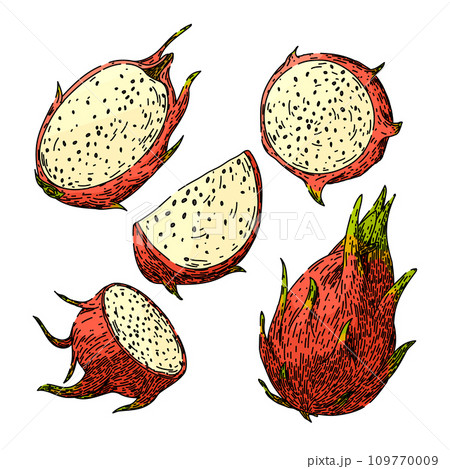 dragon fruit set sketch hand drawn vector 109770009