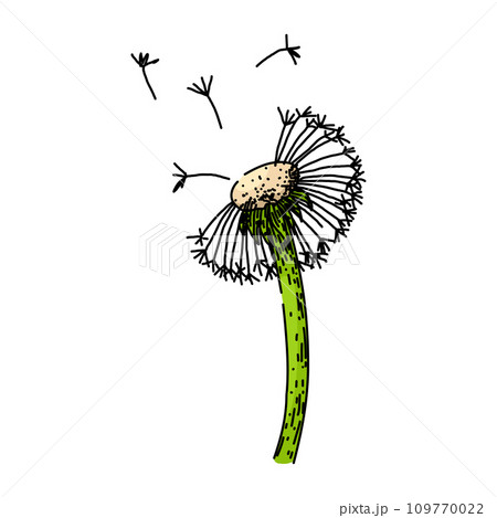 flower dandelion sketch hand drawn vector 109770022