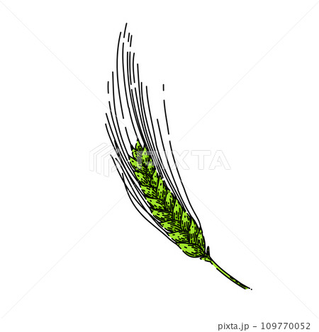 agriculture barley sketch hand drawn vector 109770052
