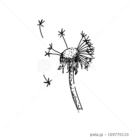 spring dandelion sketch hand drawn vector 109770110