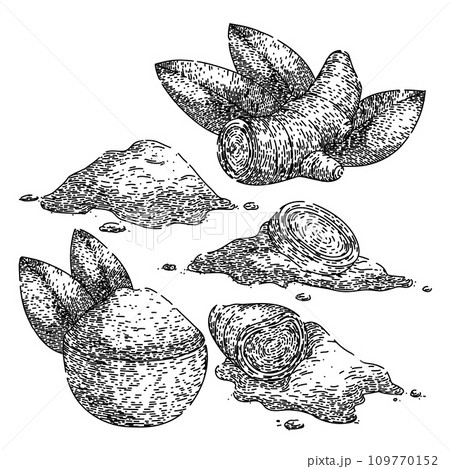 turmeric set sketch hand drawn vector 109770152