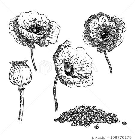 poppy set sketch hand drawn vector 109770179
