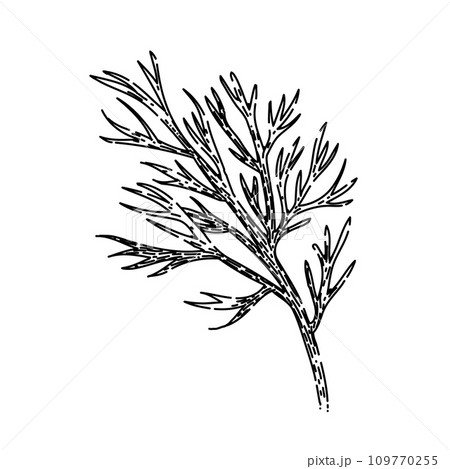 food fennel sketch hand drawn vector food fennel sketch hand drawn vector 109770255