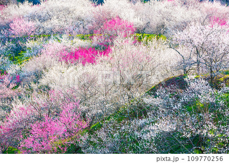 高尾梅郷_木下沢梅林_満開の梅の花_春_東京都八王子市 高尾梅郷_木下沢梅林_満開の梅の花_春_東京都八王子市 109770256