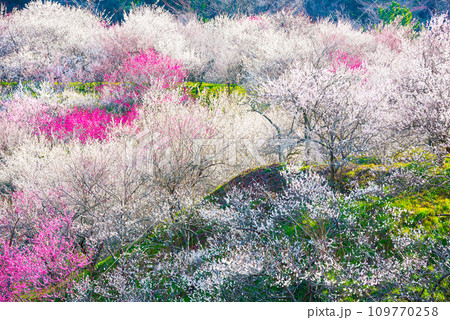 高尾梅郷_木下沢梅林_満開の梅の花_春_東京都八王子市 109770258