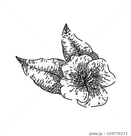nature evening primrose sketch hand drawn vector 109770271