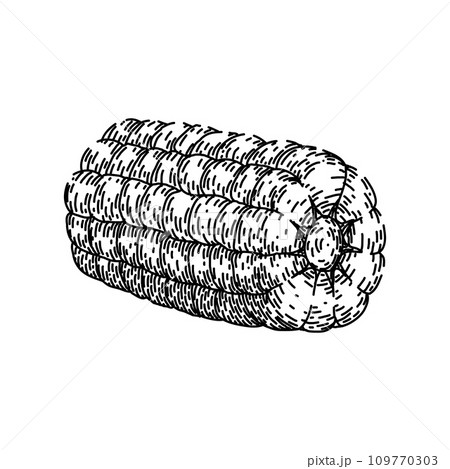 cob corn sketch hand drawn vector 109770303