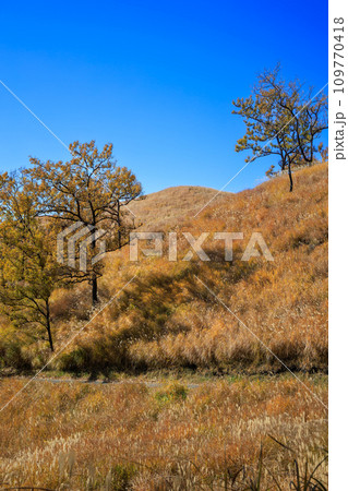 色づいた野山が美しい秋の平野台高原（阿蘇郡南小国町） 109770418