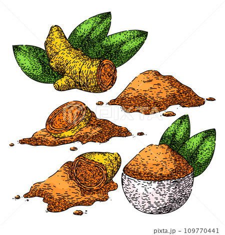 turmeric set sketch hand drawn vector 109770441
