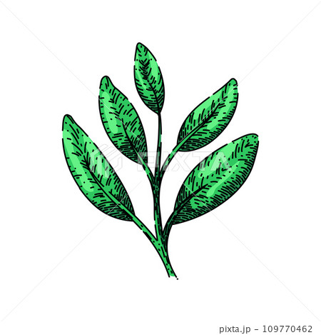 herb sage sketch hand drawn vector herb sage sketch hand drawn vector 109770462