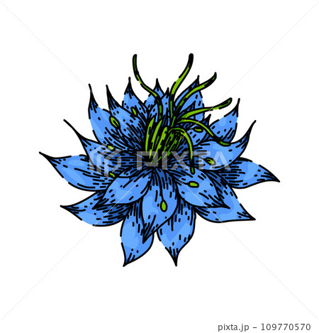 cumin nigella sativa sketch hand drawn vector 109770570