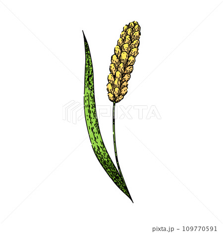 seed millet sketch hand drawn vector 109770591