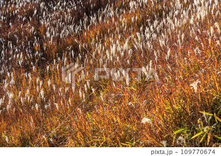 色づいた野山が美しい秋の平野台高原(阿蘇郡南小国町) 色づいた野山が美しい秋の平野台高原(阿蘇郡南小国町) 109770674