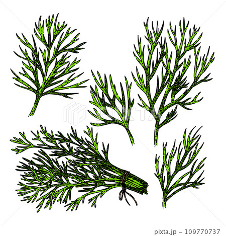 dill set sketch hand drawn vector dill set sketch hand drawn vector 109770737