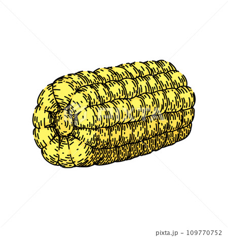 cob corn sketch hand drawn vector 109770752