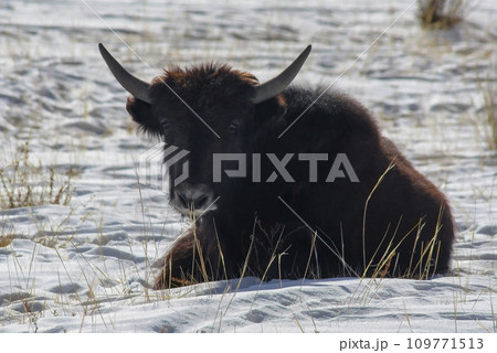 Young bull of Tibetan yak with horns lies on the snow of winter pasture. 109771513