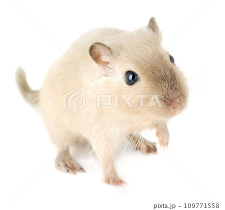 Close-up of a cute young gerbil pet looking up, with a soft cream coat and dark eyes 109771558