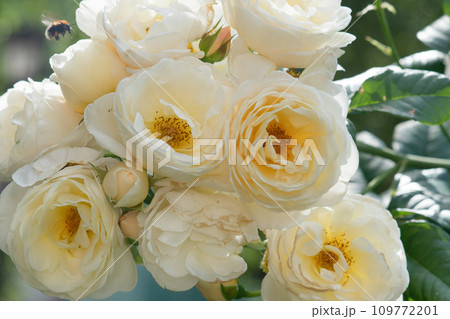 beautiful  aromatic ivory  roses with soft yellow core blooming in garden  at sunny morning. macro 109772201